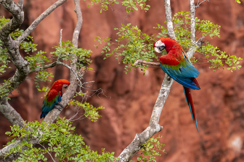 Bonito - Photo by Hudson Garcia (4)